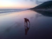 Navajo on Emma Wood Beach, Ventura, CA