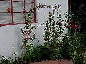 Hollyhocks.JPG